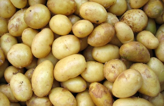 PotatoPlastic