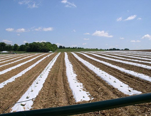 1200px-vegetables-grown-on-plastic-mulch 1200px-vegetables-grown-on-plastic-mulch